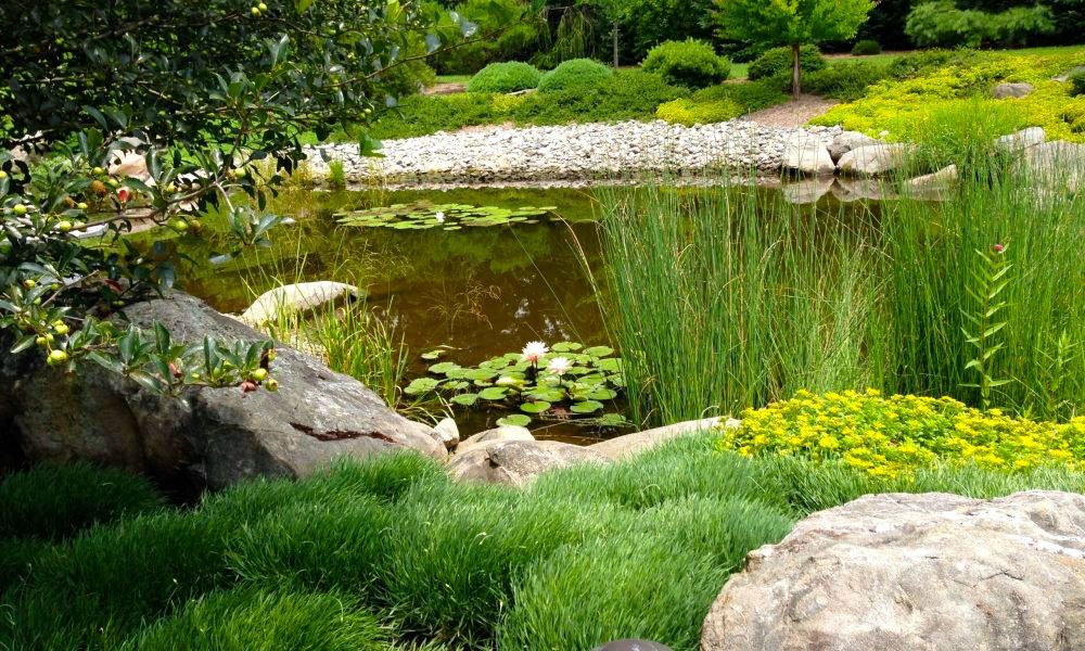Lily Pads | Andrew Zema's Landscaping & Excavating - Berkshire County, Columbia County, Rensselaer County